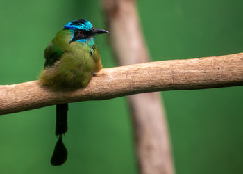 Close-up of bird perching on branch