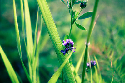 Close-up of insect on purple flower