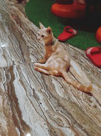 High angle view of dog sitting