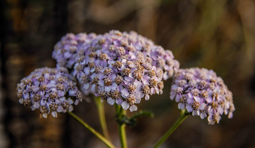 Close-up of fresh purple flowers blooming in garden