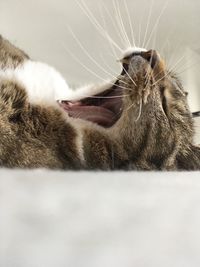 Close-up of cat yawning