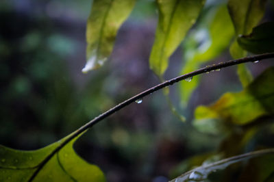 Close-up of wet plant leaves during rainy season