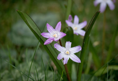 Close-up of purple crocus flowers