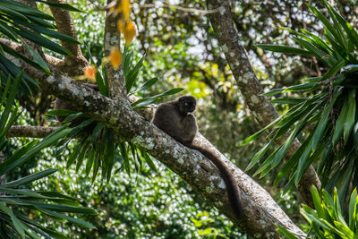 Low angle view of monkey on tree