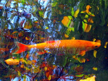 Close-up of koi carps swimming in water