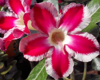 Close-up of red flowers blooming outdoors