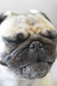 Close-up of a sleeping cat