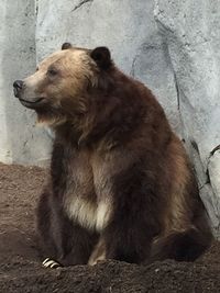 Bear looking away