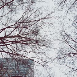 Low angle view of bare tree against sky