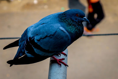 Close-up of pigeon eating