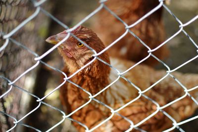 Close-up of bird in cage seen through chainlink fence