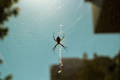 Close-up of spider on web