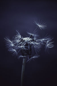 Close-up of dandelion against black background