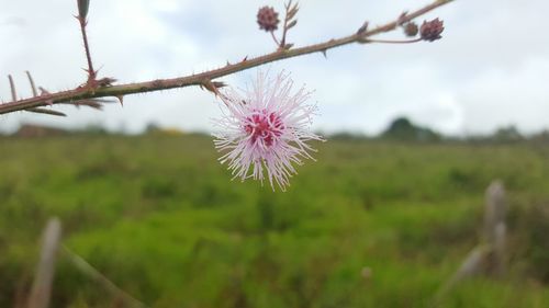 Close-up of pink flowers blooming on tree