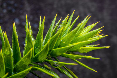 Close-up of wet plant on field