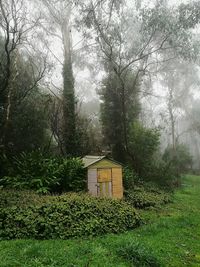 View of trees in forest