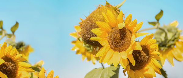 Large yellow sunflowers against the blue sky, peaceful nature, copy space