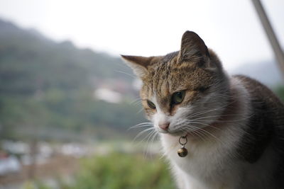 Close-up of a cat looking away