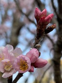 Close-up of pink cherry blossoms