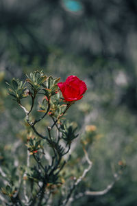 Close-up of red rose against blurred background