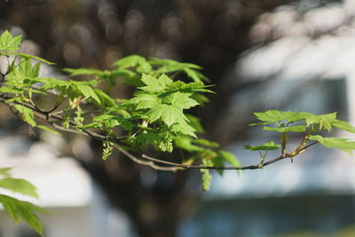 Close-up of fresh green leaves