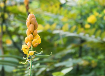 Close-up of yellow flowering plant