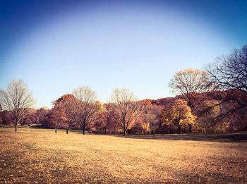 Bare trees on field against clear blue sky