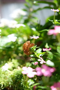 Close-up of insect pollinating on flower