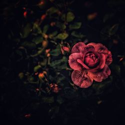 Close-up of red rose