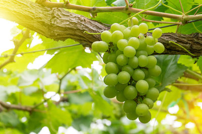 Low angle view of fruits growing on tree