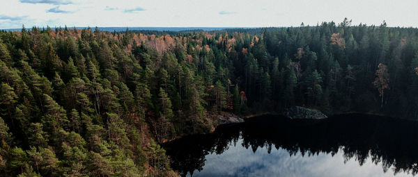 Panoramic view of pine trees in forest against sky