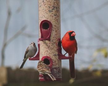 Close-up of birds perching on metal feeder