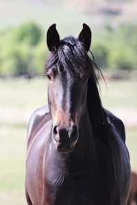 Portrait of horse standing outdoors