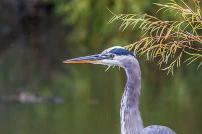 Close-up of great blue heron