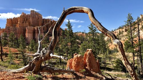 Bryce canyon national park n.p.