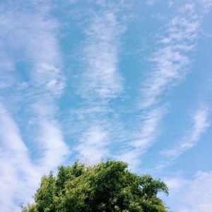 Low angle view of trees against blue sky