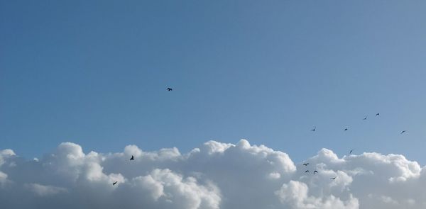 Low angle view of birds flying in sky