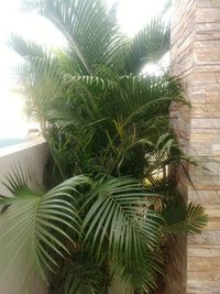 Low angle view of palm tree against sky