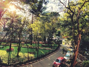 Road amidst trees