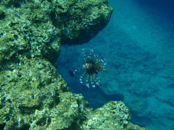 Underwater view of coral in sea