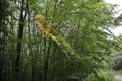 Low angle view of trees in forest