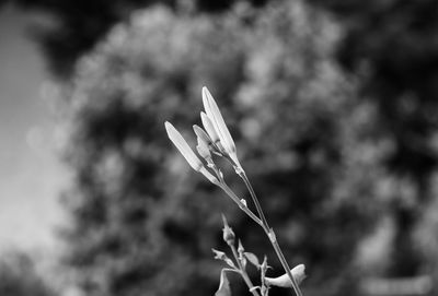 Close-up of flower blooming outdoors