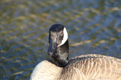 Close-up of duck swimming in lake