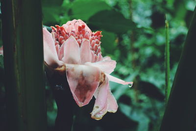 Close-up of flower against blurred background