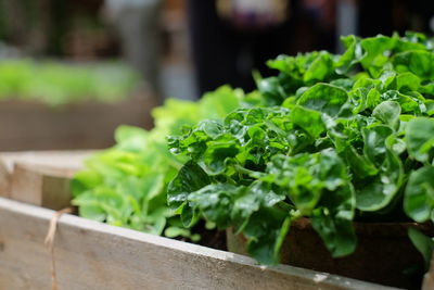 Close-up of vegetable growing at farm