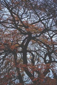 Low angle view of tree