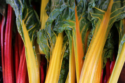 Full frame shot of yellow chard 