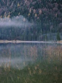 Scenic view of lake in forest