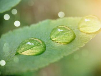 Macro photo of water drops on green leaves with bokeh