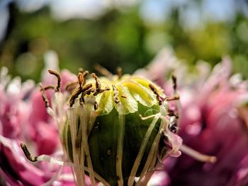 Close-up of insect on pink flower